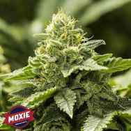 Moxie Seeds Viper Haze