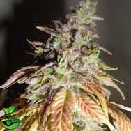 Feminised Seeds Company Viva Sativa