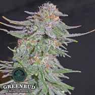 Greenbud Seeds White Widow x AK 47 Early Version