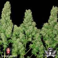 Serious Seeds White Russian