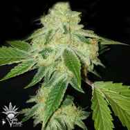 CannaVenture Seeds White Animal