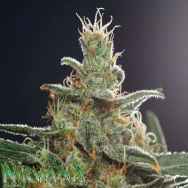 Nirvana Seeds White Castle