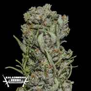 Kalashnikov Seeds White Critical Express