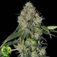 Eva Seeds White Dragon