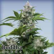 Buddha Seeds White Dwarf Autoflowering