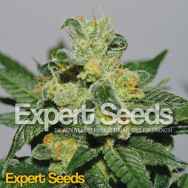 Expert Seeds White Gold