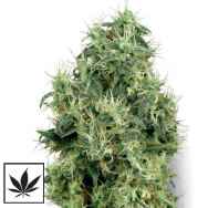 White Label Seeds White Gold