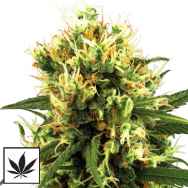 White Label Seeds White Haze Automatic