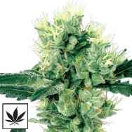 White Label Seeds White Haze