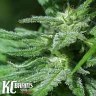 KC Brains White KC