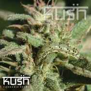 Kush Cannabis Seeds White Kush