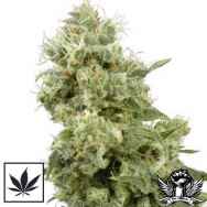 White Label Seeds Sensi Star