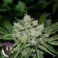 Purple Caper Seeds White OG