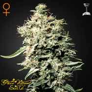 Green House Seeds White Rhino