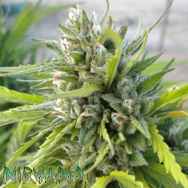 Nirvana Seeds White Rhino