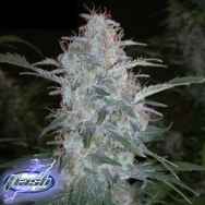 Flash Autoflowering Seeds White Sirius