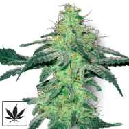 White Label Seeds White Skunk