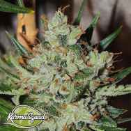 Karma Squad Seeds White Sumo