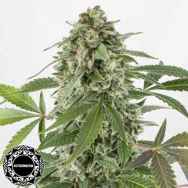 Dinafem Seeds White Widow AUTO