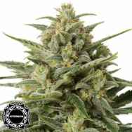 Dinafem Seeds White Widow XXL AUTO