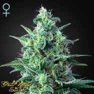 Green House Seeds White Widow AUTO CBD