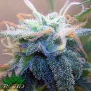 BC Bud Depot Seeds White Widow