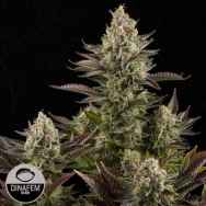 Dinafem Seeds White Widow