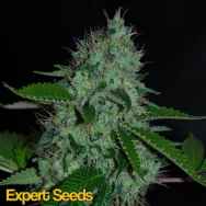 Expert Seeds White Widow