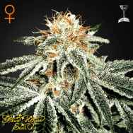 Green House Seeds White Widow