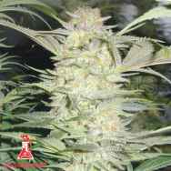 Medical Seeds White Widow