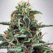 Ministry of Cannabis White Widow
