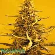 Nirvana Seeds White Widow