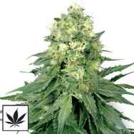 White Label Seeds White Widow