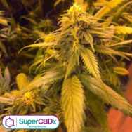 SuperCBDx Seeds White Widow x SCBDX