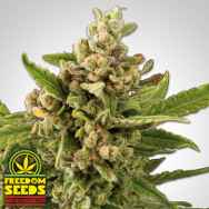 Freedom Seeds White Witch