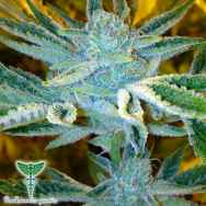 Dankonomics Genetics Seeds Whitefire Funk