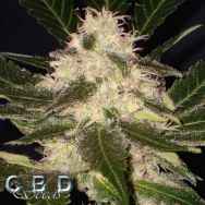 CBD Seeds Widow