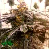 BC Bud Depot Seeds Wild Berry