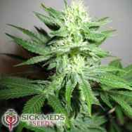 SickMeds Seeds William's Wonder