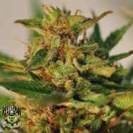 Reeferman Seeds Willie Nelson