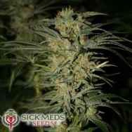 SickMeds Seeds Wonder Kush