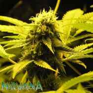 Nirvana Seeds Wonder Woman