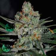 World of Seeds Early Harvest Collection Afghan Kush