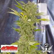 Alpine Seeds X-Dog