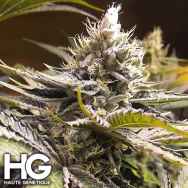 Haute Genetique X.O Raspberry Glue