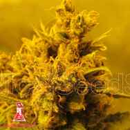 Medical Seeds Y Griega