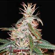 Apothecary Genetics Seeds Yoruba x Nigerian Hash Plant