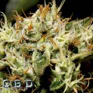 CBD Seeds Yumbolt