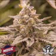 Moxie Seeds ZOD