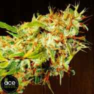 ACE Seeds Zamaldelica